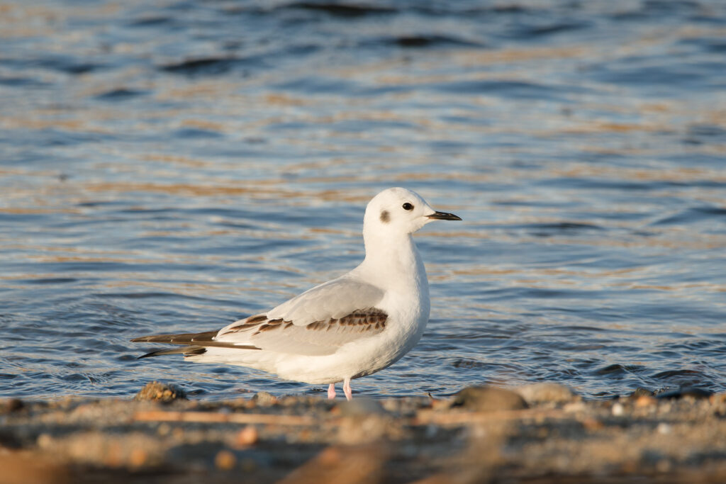 Photo of Bonaparte's Gull